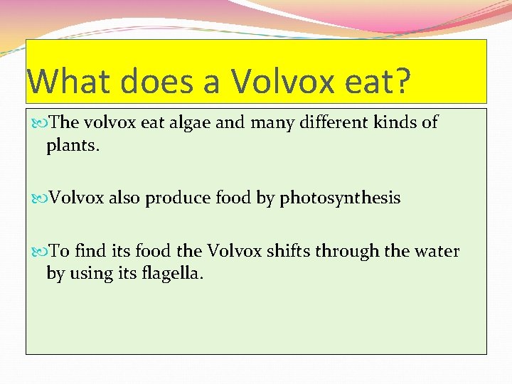 What does a Volvox eat? The volvox eat algae and many different kinds of
