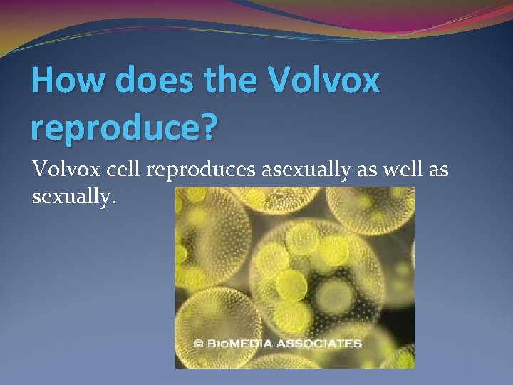 How does the Volvox reproduce? Volvox cell reproduces asexually as well as sexually. 