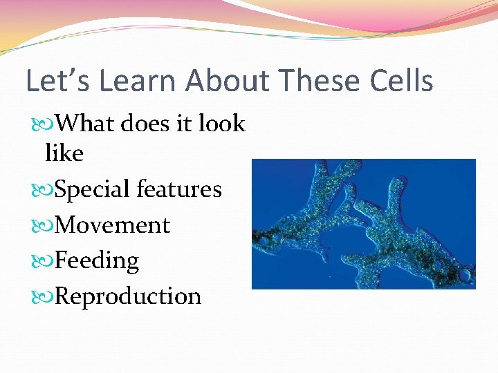 Let’s Learn About These Cells What does it look like Special features Movement Feeding