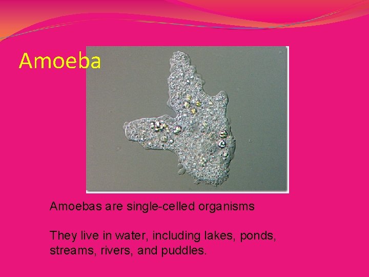 Amoebas are single-celled organisms They live in water, including lakes, ponds, streams, rivers, and