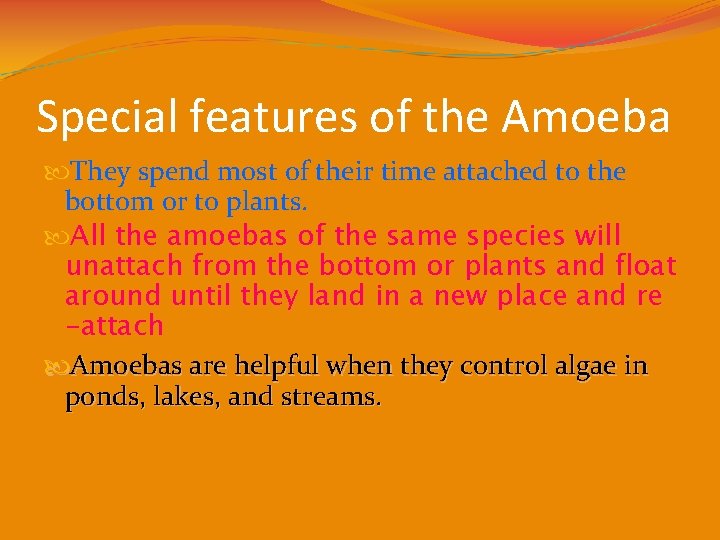 Special features of the Amoeba They spend most of their time attached to the