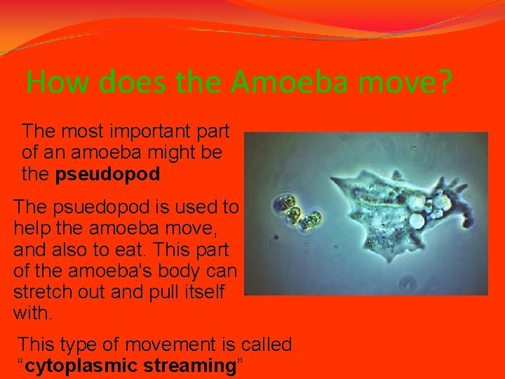 How does the Amoeba move? The most important part of an amoeba might be