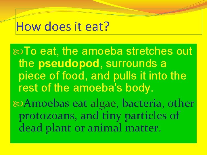 How does it eat? To eat, the amoeba stretches out the pseudopod, surrounds a