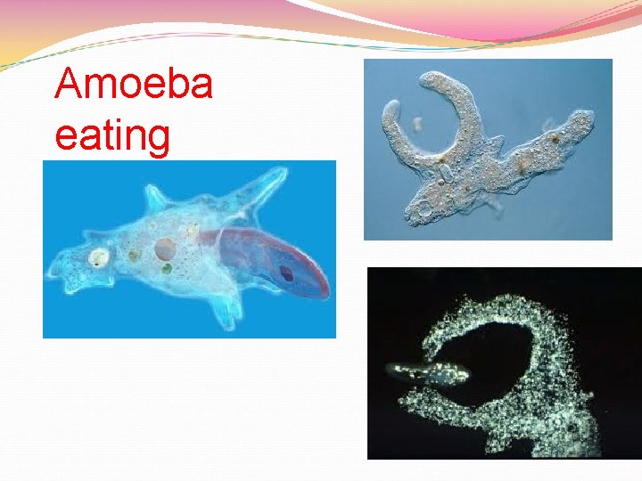 Amoeba eating 