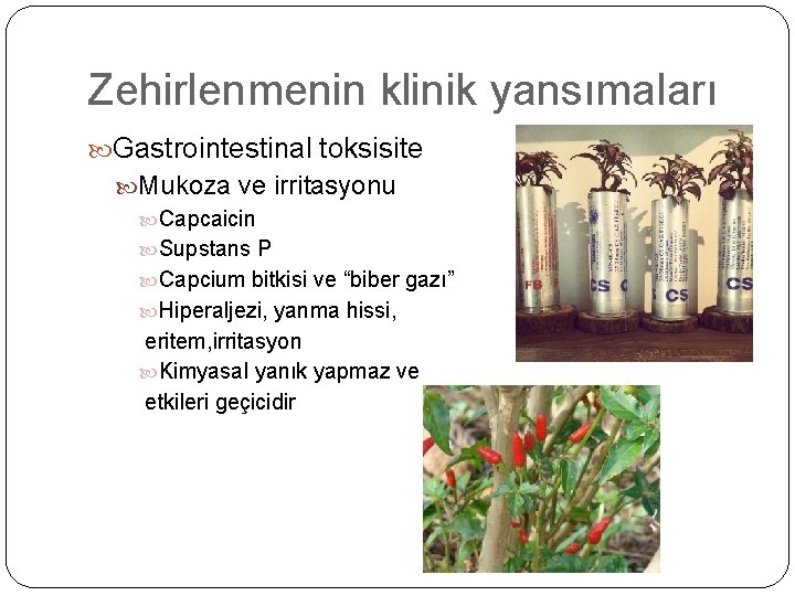 Zehirlenmenin klinik yansımaları Gastrointestinal toksisite Mukoza ve irritasyonu Capcaicin Supstans P Capcium bitkisi ve
