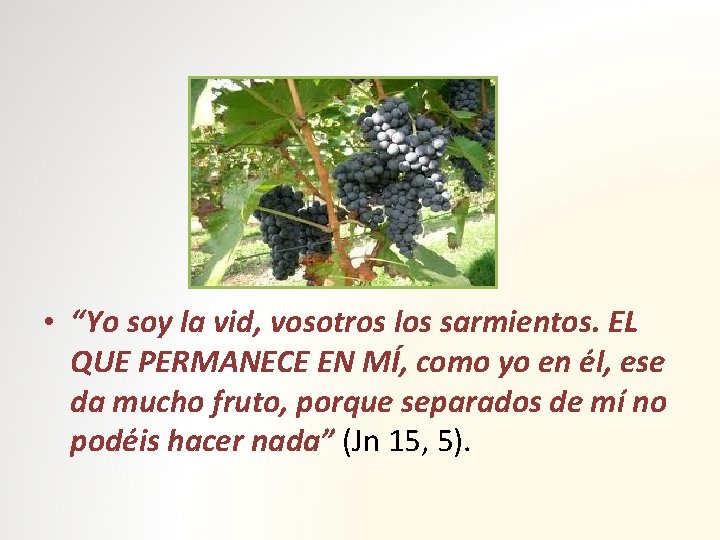  • “Yo soy la vid, vosotros los sarmientos. EL QUE PERMANECE EN MÍ,