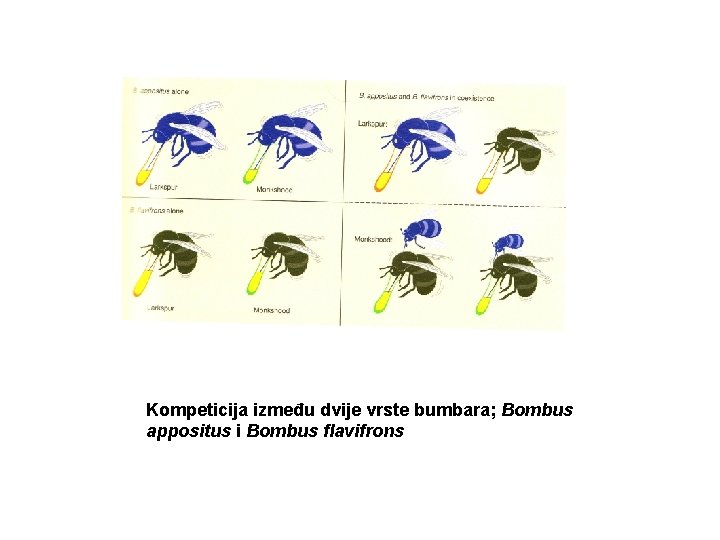 Kompeticija između dvije vrste bumbara; Bombus appositus i Bombus flavifrons 