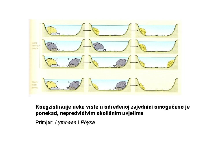 Koegzistiranje neke vrste u određenoj zajednici omogućeno je ponekad, nepredvidivim okolišnim uvjetima Primjer: Lymnaea