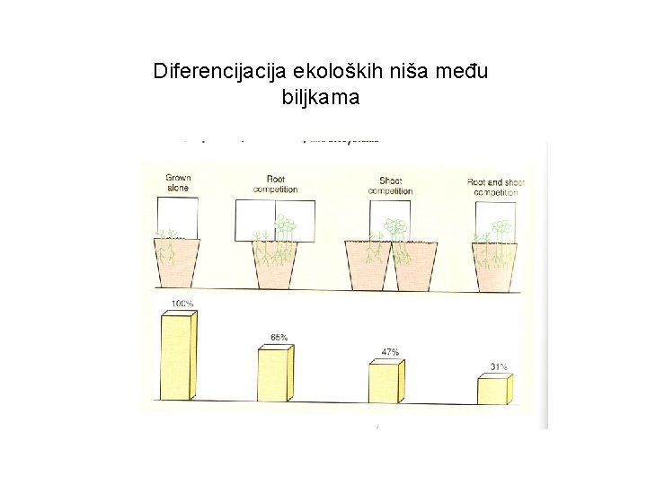 Diferencija ekoloških niša među biljkama 