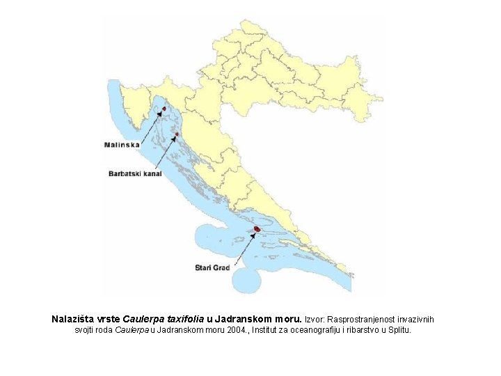 Nalazišta vrste Caulerpa taxifolia u Jadranskom moru. Izvor: Rasprostranjenost invazivnih svojti roda Caulerpa u