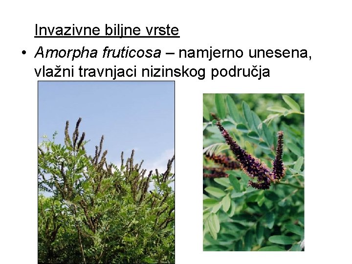 Invazivne biljne vrste • Amorpha fruticosa – namjerno unesena, vlažni travnjaci nizinskog područja 