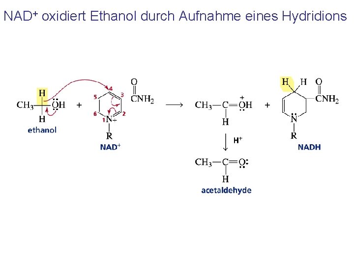 NAD+ oxidiert Ethanol durch Aufnahme eines Hydridions 