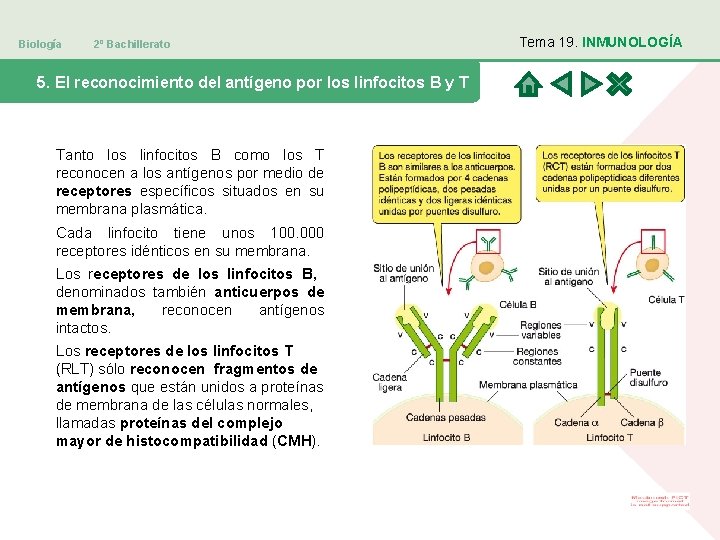 Biología 2º Bachillerato 5. El reconocimiento del antígeno por los linfocitos B y T