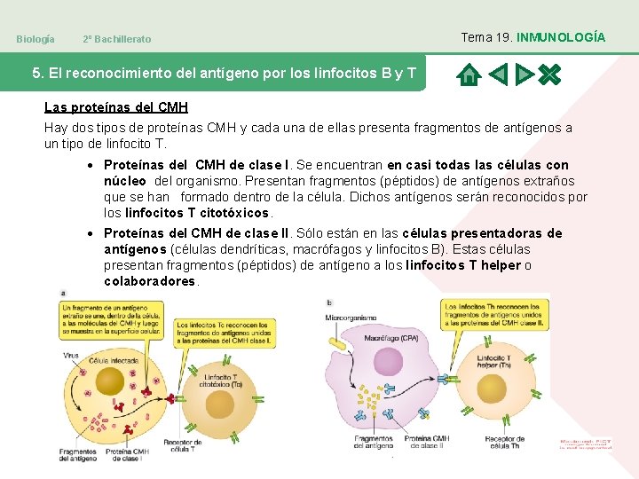 Biología 2º Bachillerato Tema 19. INMUNOLOGÍA 5. El reconocimiento del antígeno por los linfocitos