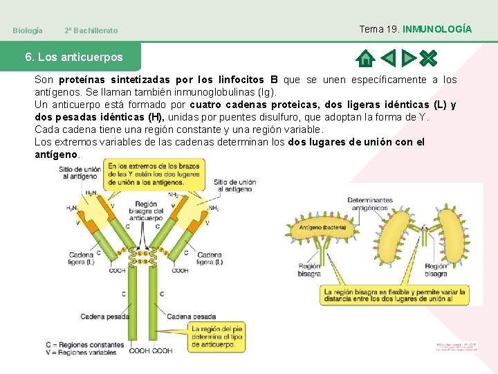 Biología 2º Bachillerato Tema 19. INMUNOLOGÍA 6. Los anticuerpos Son proteínas sintetizadas por los