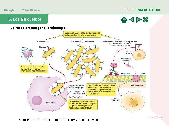 Biología 2º Bachillerato 6. Los anticuerpos La reacción antígeno- anticuerpo Funciones de los anticuerpos