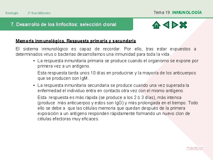 Biología 2º Bachillerato Tema 19. INMUNOLOGÍA 7. Desarrollo de los linfocitos: selección clonal Memoria