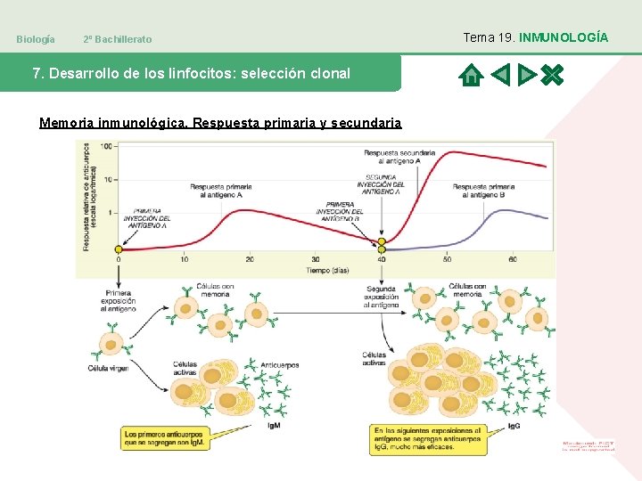 Biología 2º Bachillerato 7. Desarrollo de los linfocitos: selección clonal Memoria inmunológica. Respuesta primaria