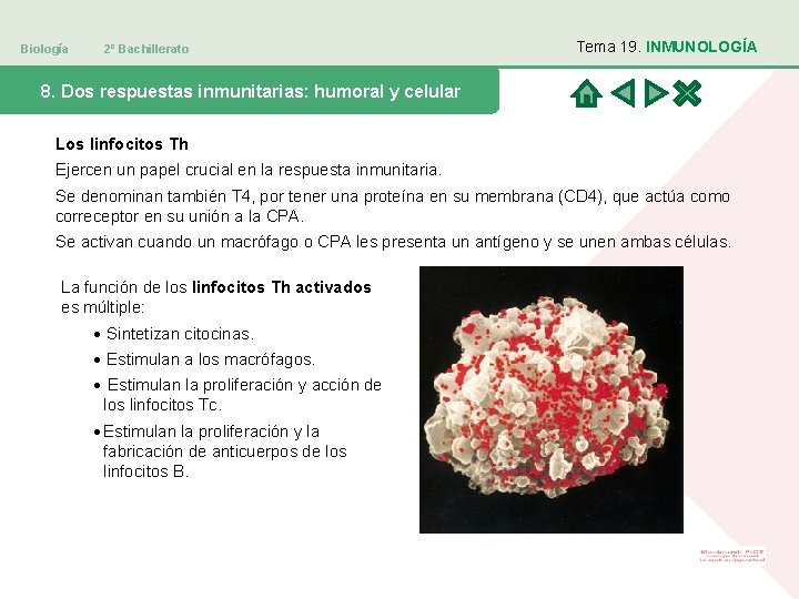 Biología 2º Bachillerato Tema 19. INMUNOLOGÍA 8. Dos respuestas inmunitarias: humoral y celular Los