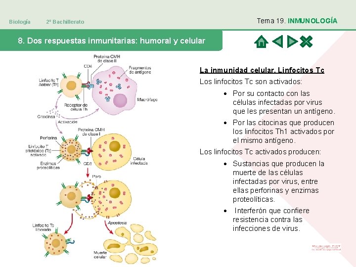 Biología Tema 19. INMUNOLOGÍA 2º Bachillerato 8. Dos respuestas inmunitarias: humoral y celular La