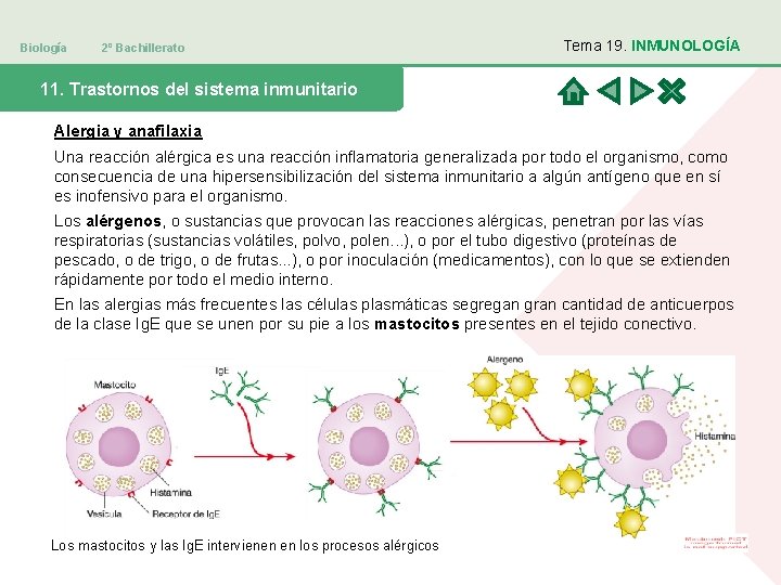 Biología 2º Bachillerato Tema 19. INMUNOLOGÍA 11. Trastornos del sistema inmunitario Alergia y anafilaxia