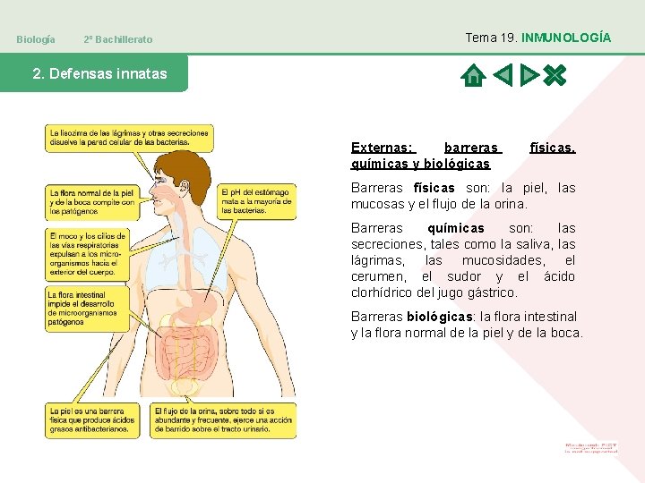 Biología 2º Bachillerato Tema 19. INMUNOLOGÍA 2. Defensas innatas Externas: barreras químicas y biológicas