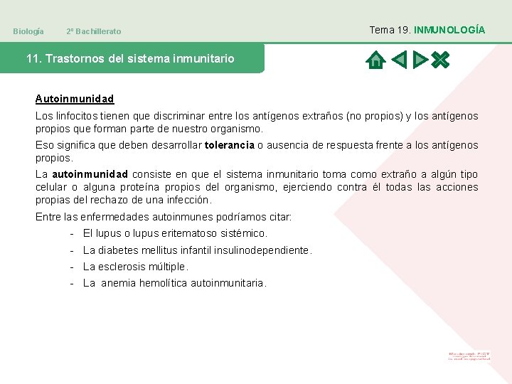 Biología 2º Bachillerato Tema 19. INMUNOLOGÍA 11. Trastornos del sistema inmunitario Autoinmunidad Los linfocitos