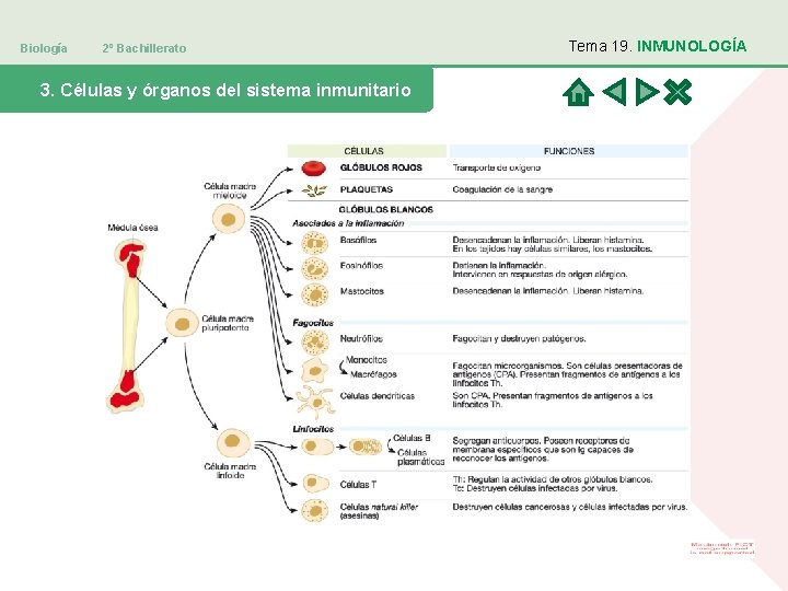 Biología 2º Bachillerato 3. Células y órganos del sistema inmunitario Tema 19. INMUNOLOGÍA 