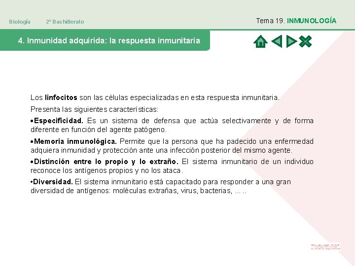 Biología 2º Bachillerato Tema 19. INMUNOLOGÍA 4. Inmunidad adquirida: la respuesta inmunitaria Los linfocitos
