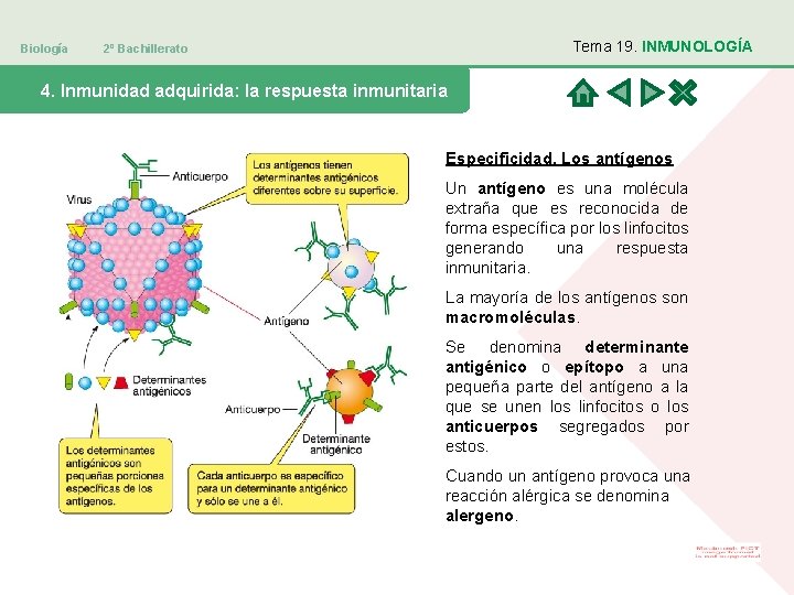 Biología Tema 19. INMUNOLOGÍA 2º Bachillerato 4. Inmunidad adquirida: la respuesta inmunitaria Especificidad. Los