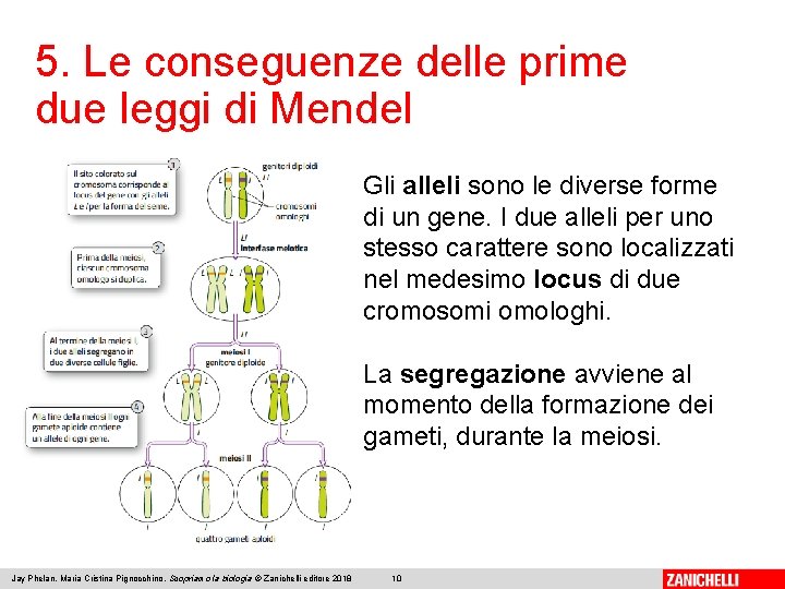 5. Le conseguenze delle prime due leggi di Mendel Gli alleli sono le diverse