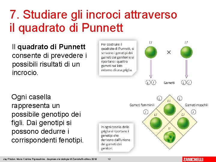 7. Studiare gli incroci attraverso il quadrato di Punnett Il quadrato di Punnett consente