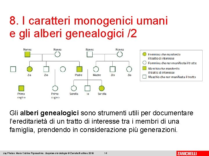 8. I caratteri monogenici umani e gli alberi genealogici /2 Gli alberi genealogici sono