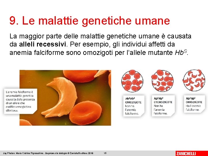 9. Le malattie genetiche umane La maggior parte delle malattie genetiche umane è causata