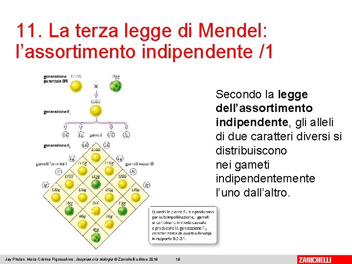 11. La terza legge di Mendel: l’assortimento indipendente /1 Secondo la legge dell’assortimento indipendente,