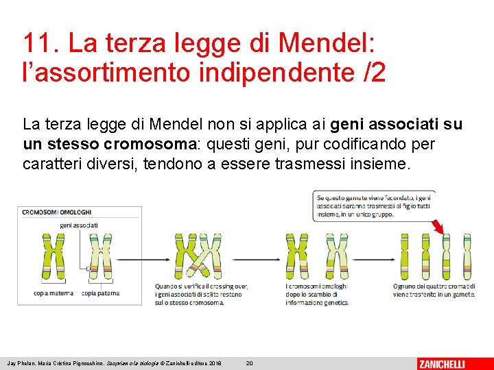 11. La terza legge di Mendel: l’assortimento indipendente /2 La terza legge di Mendel