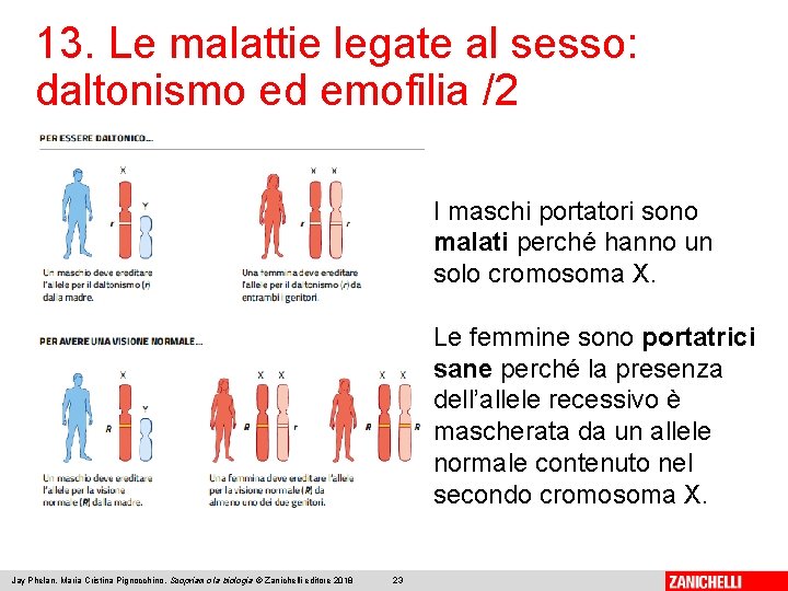 13. Le malattie legate al sesso: daltonismo ed emofilia /2 I maschi portatori sono