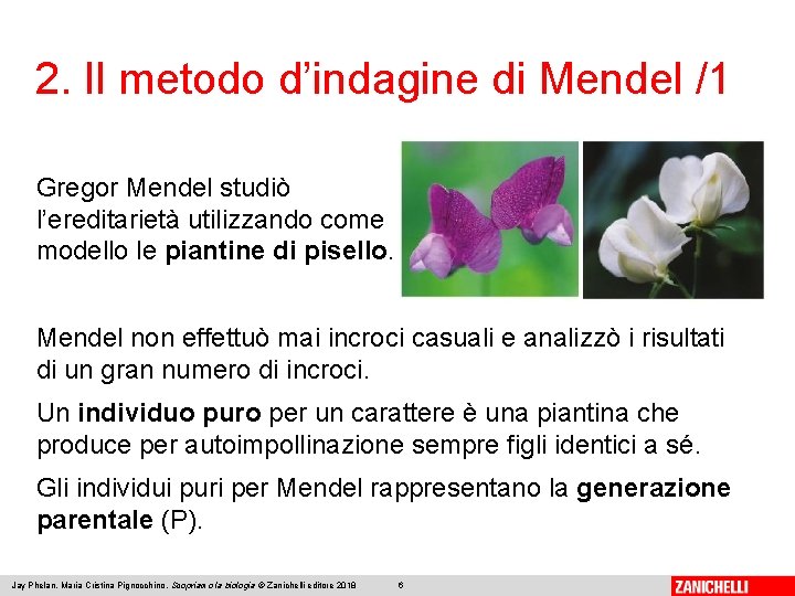 2. Il metodo d’indagine di Mendel /1 Gregor Mendel studiò l’ereditarietà utilizzando come modello