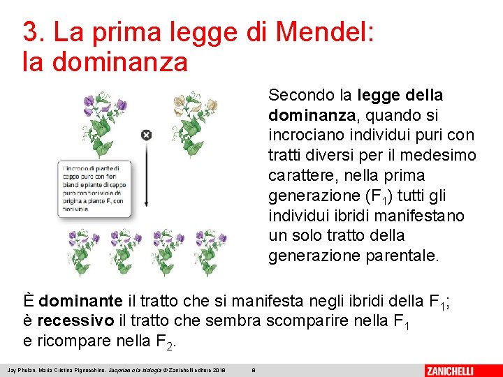 3. La prima legge di Mendel: la dominanza Secondo la legge della dominanza, quando