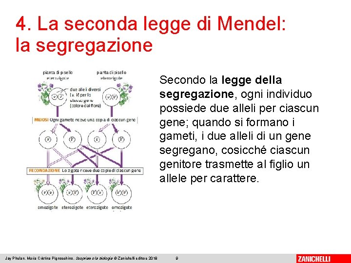 4. La seconda legge di Mendel: la segregazione Secondo la legge della segregazione, ogni