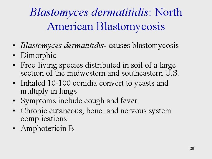 Blastomyces dermatitidis: North American Blastomycosis • Blastomyces dermatitidis- causes blastomycosis • Dimorphic • Free-living
