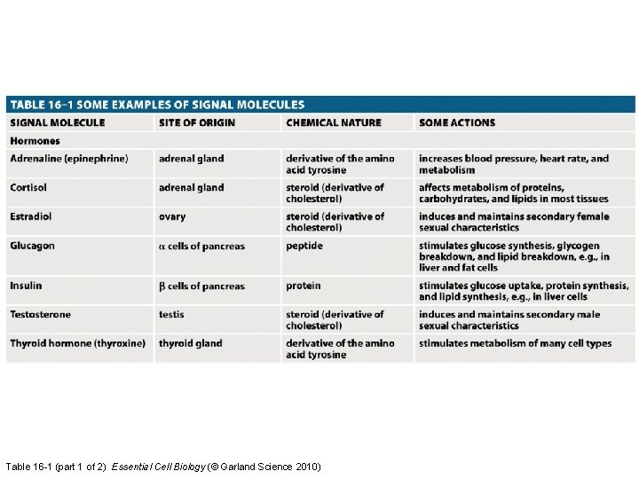 Table 16 -1 (part 1 of 2) Essential Cell Biology (© Garland Science 2010)