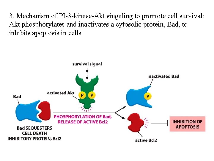 3. Mechanism of PI-3 -kinase-Akt singaling to promote cell survival: Akt phosphorylates and inactivates