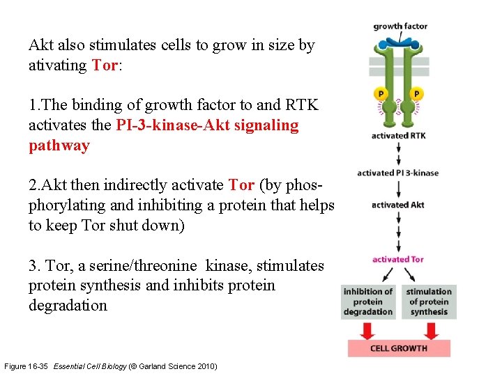 Akt also stimulates cells to grow in size by ativating Tor: 1. The binding