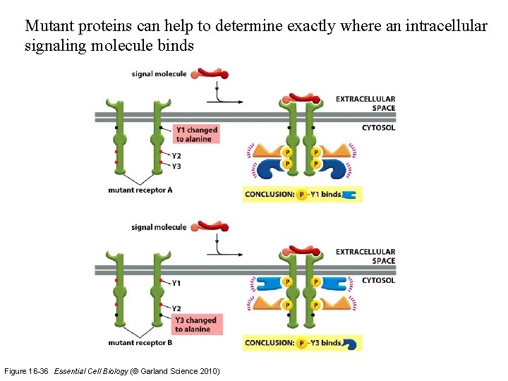 Mutant proteins can help to determine exactly where an intracellular signaling molecule binds Figure