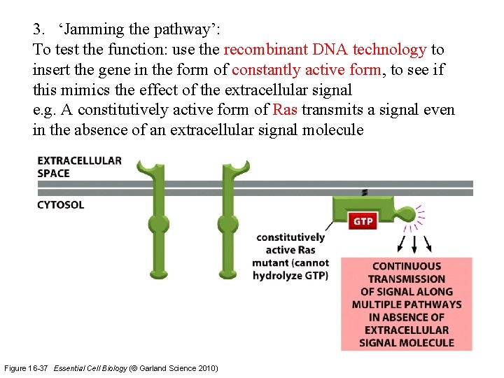 3. ‘Jamming the pathway’: To test the function: use the recombinant DNA technology to