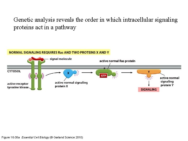 Genetic analysis reveals the order in which intracellular signaling proteins act in a pathway