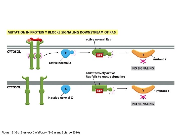 Figure 16 -38 c Essential Cell Biology (© Garland Science 2010) 
