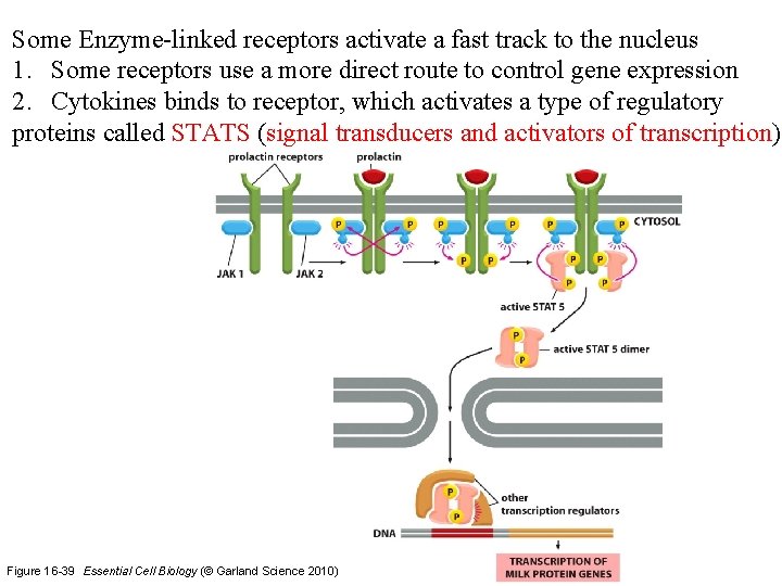 Some Enzyme-linked receptors activate a fast track to the nucleus 1. Some receptors use