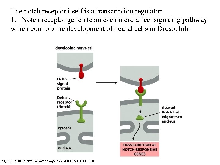 The notch receptor itself is a transcription regulator 1. Notch receptor generate an even